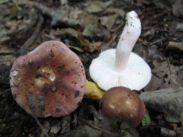 Russula lilacea